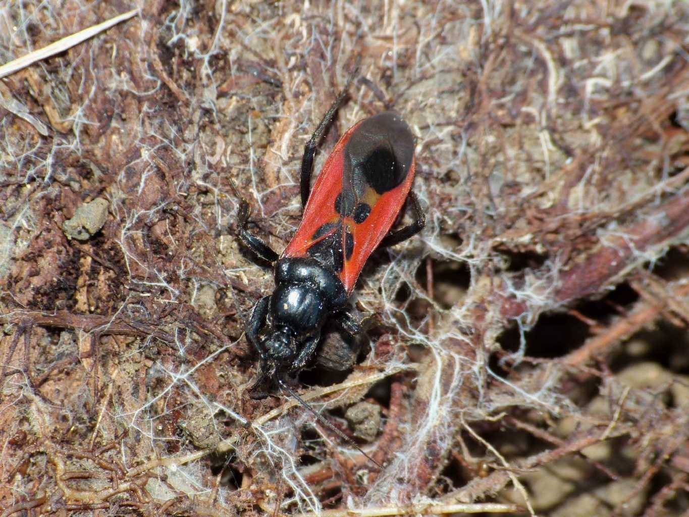 Reduvidae: Peirates hybridus del Lazio (RM)